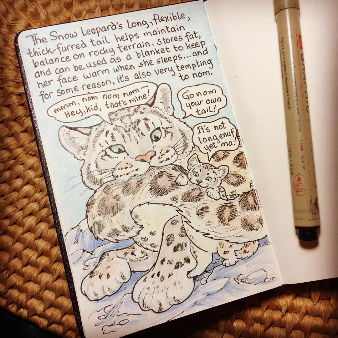 Drawing the Snow Leopard | Karen Gillmore Art